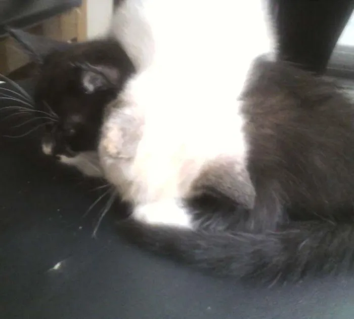Gato ra a  idade Abaixo de 2 meses nome docinho