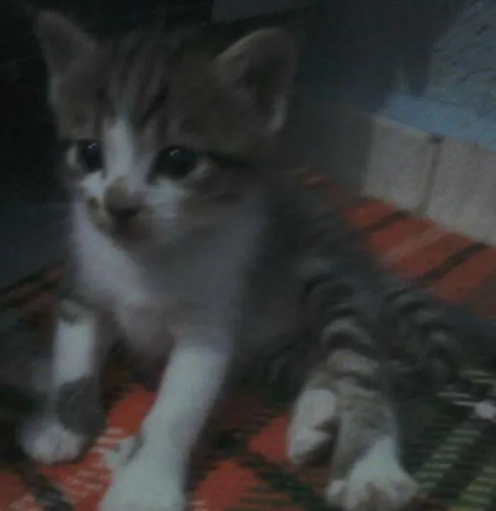 Gato ra a  idade  nome Akira