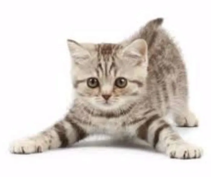 Gato ra a Vira Lata idade Abaixo de 2 meses nome N/a