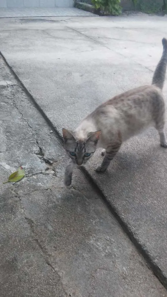 Gato ra a Sem raça idade 1 ano nome Tini