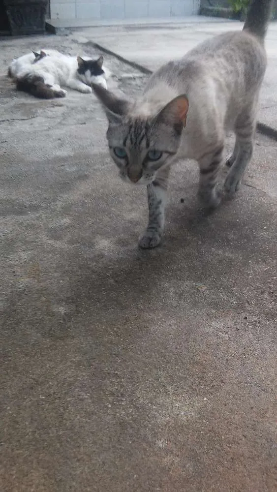 Gato ra a Sem raça idade 1 ano nome Tini