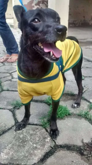 Cachorro raça SRD idade 6 ou mais anos nome Ted Laureano