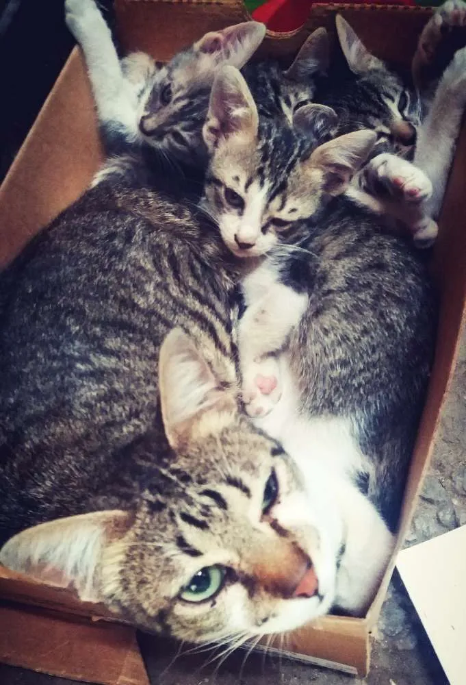 Gato ra a Unica idade 2 a 6 meses nome Lilica.Lola & bia