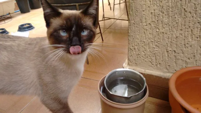 Gato ra a SRD idade 7 a 11 meses nome Juca