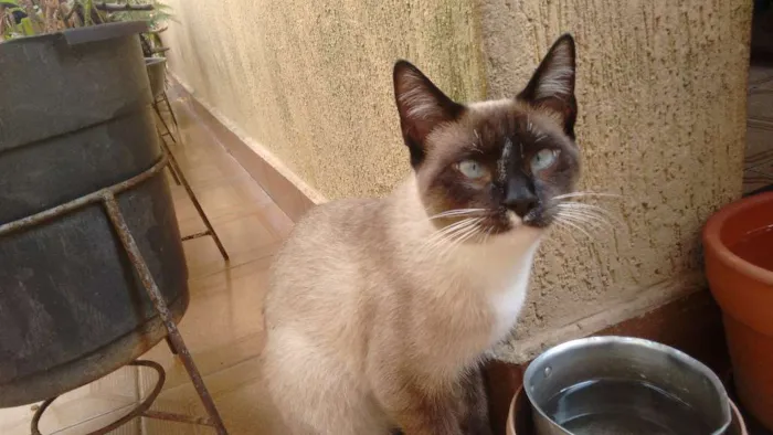 Gato ra a SRD idade 7 a 11 meses nome Juca