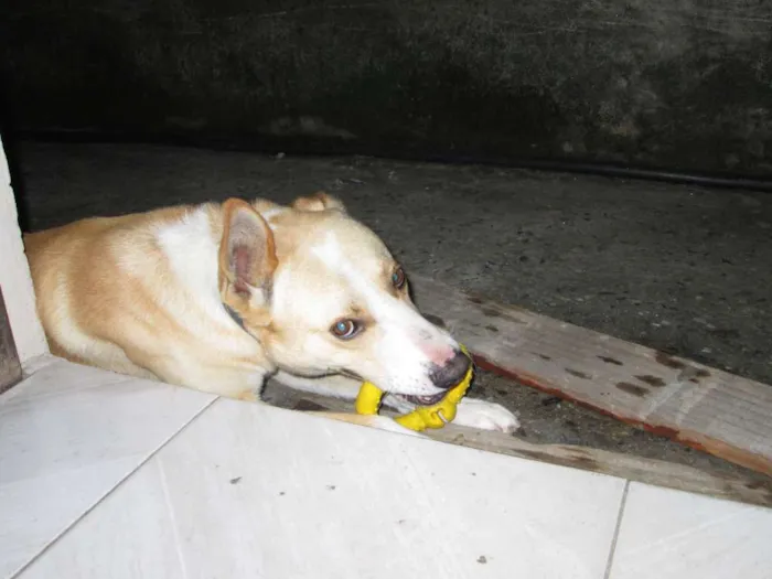 Cachorro ra a Vira-lata idade 4 anos nome Yellow