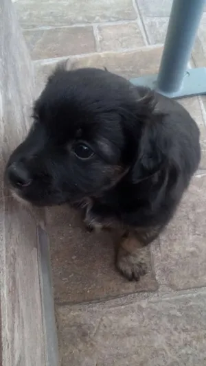 Cachorro raça SRD idade 2 a 6 meses nome Bolota
