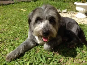 Cachorro raça mestiço cocker spainel idade 3 anos nome Romeu