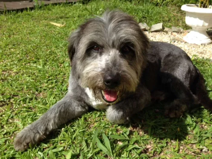 Cachorro ra a mestiço cocker spainel idade 3 anos nome Romeu