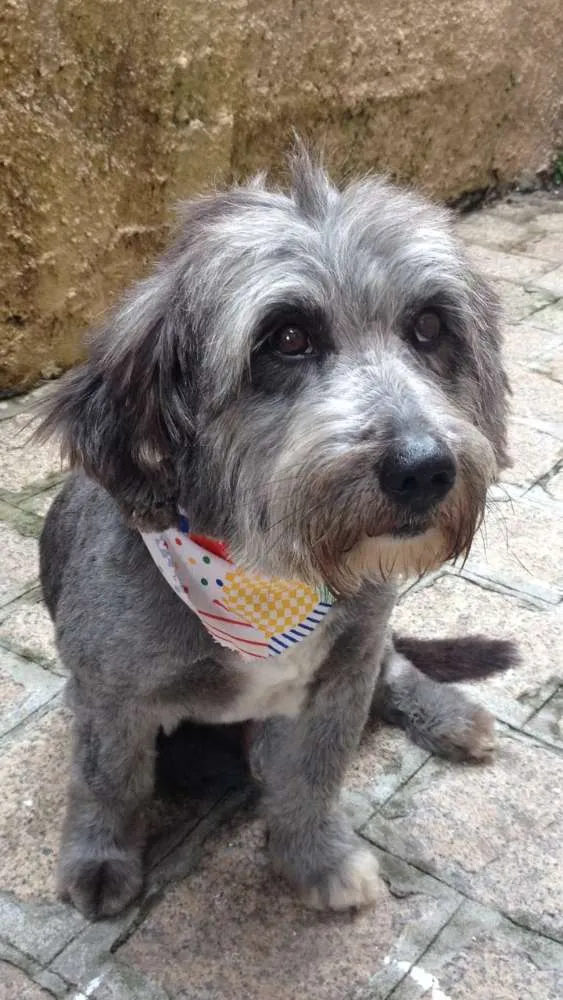 Cachorro ra a mestiço cocker spainel idade 3 anos nome Romeu