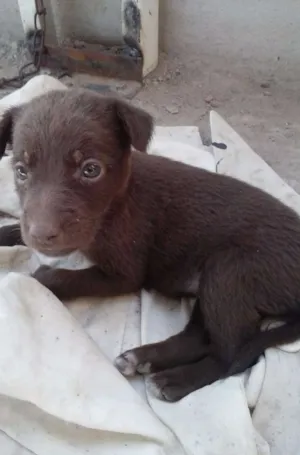 Cachorro raça mestiça idade Abaixo de 2 meses nome não tem
