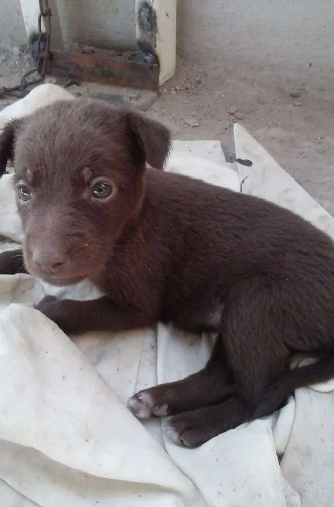 Cachorro ra a mestiça idade Abaixo de 2 meses nome não tem