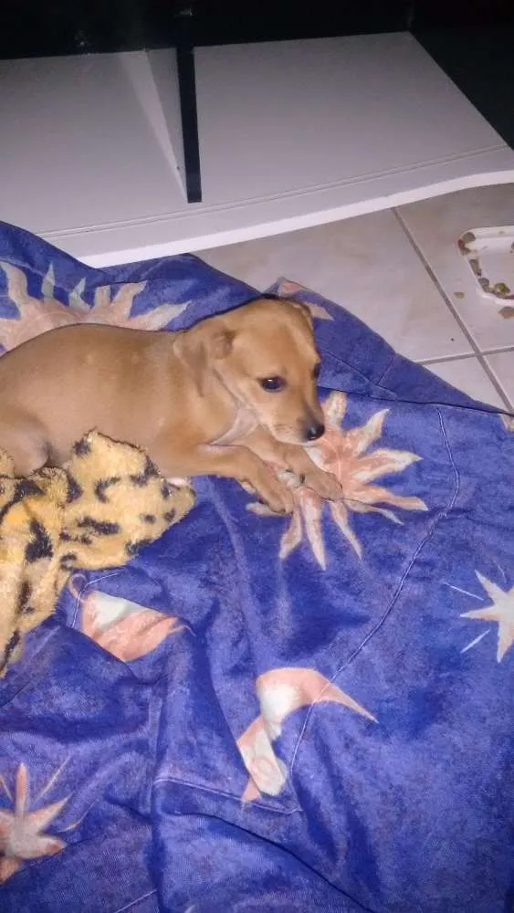 Cachorro raça Vira Lata idade 2 a 6 meses nome Lili