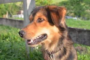 Cachorro raça SRD idade 1 ano nome Scott