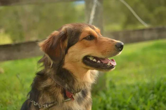 Cachorro raça SRD idade 1 ano nome Scott