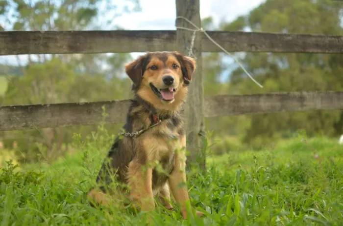 Cachorro raça SRD idade 1 ano nome Scott