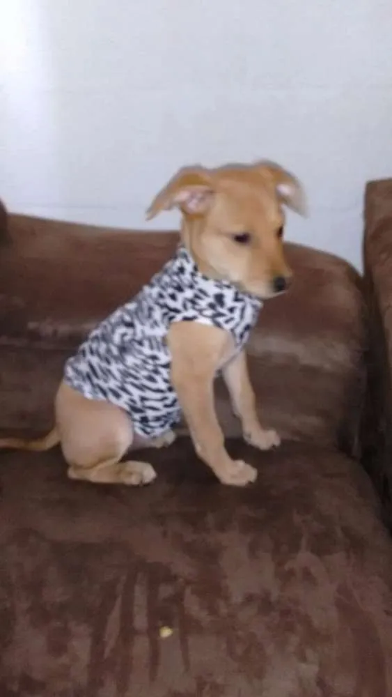 Cachorro raça Vira Lata idade 2 a 6 meses nome Lili