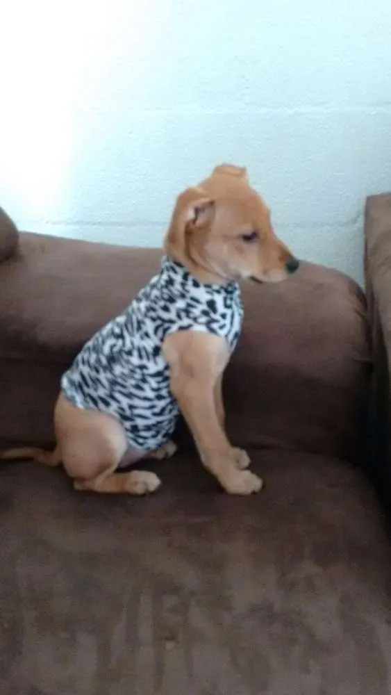 Cachorro raça Vira Lata idade 2 a 6 meses nome Lili
