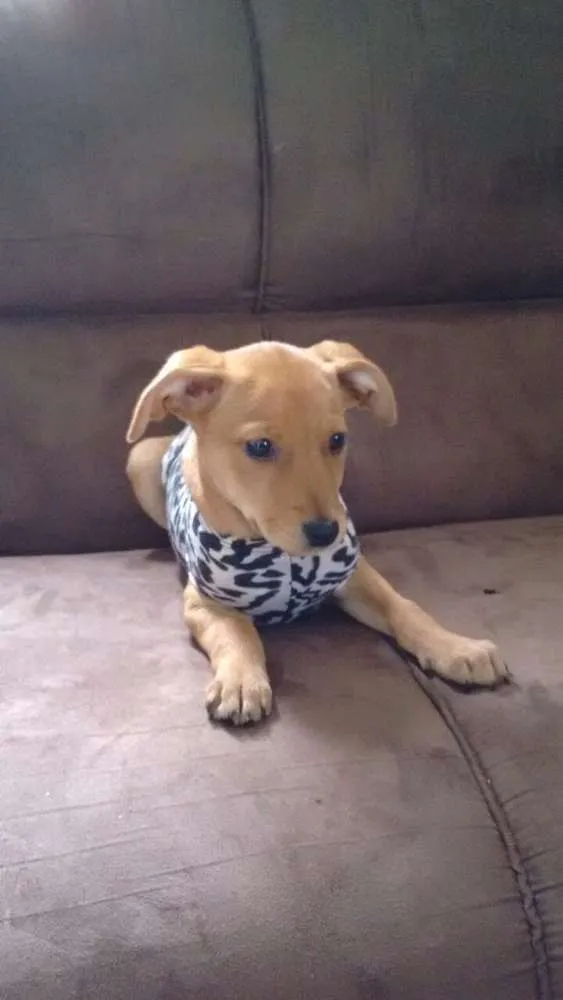 Cachorro raça Vira Lata idade 2 a 6 meses nome Lili
