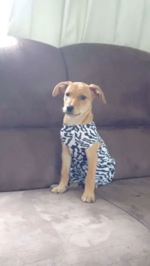 Cachorro raça Vira Lata idade 2 a 6 meses nome Lili