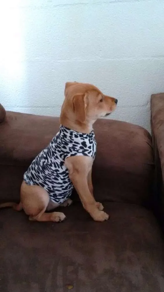 Cachorro raça Vira Lata idade 2 a 6 meses nome Lili