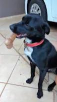 Apolo