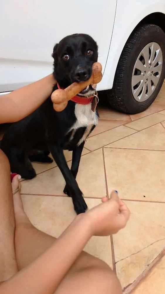 Cachorro ra a Vira Lata idade 7 a 11 meses nome Apolo