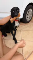 Apolo