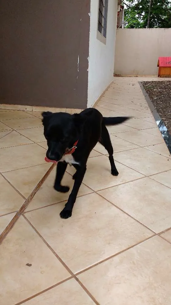 Cachorro ra a Vira Lata idade 7 a 11 meses nome Apolo
