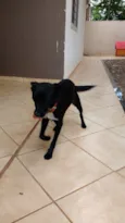 Apolo