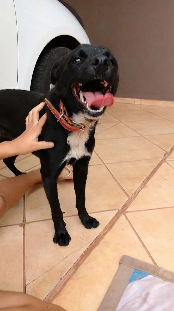 Cachorro ra a Vira Lata idade 7 a 11 meses nome Apolo