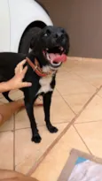 Apolo