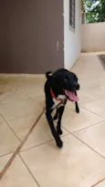 Apolo
