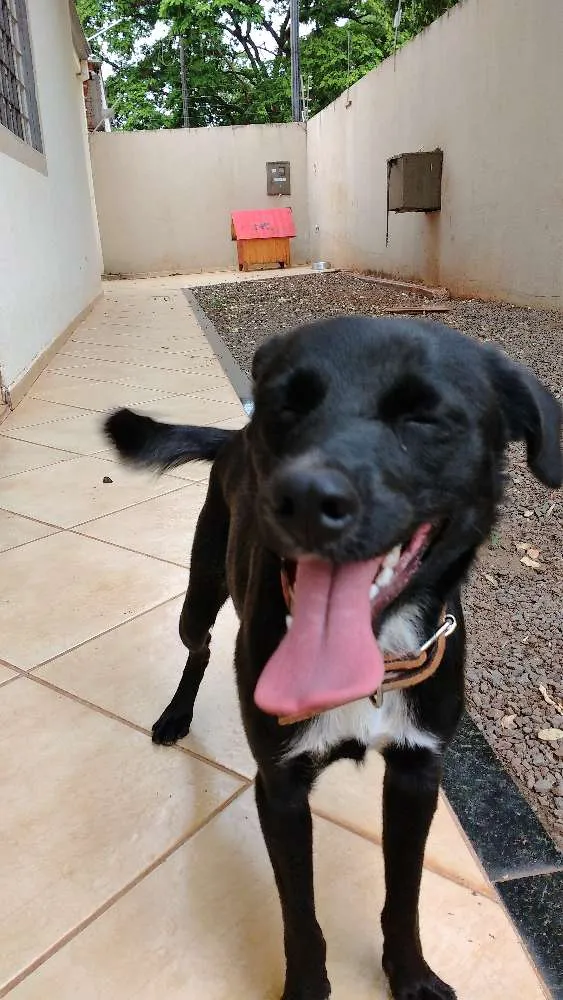 Cachorro ra a Vira Lata idade 7 a 11 meses nome Apolo