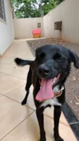 Apolo