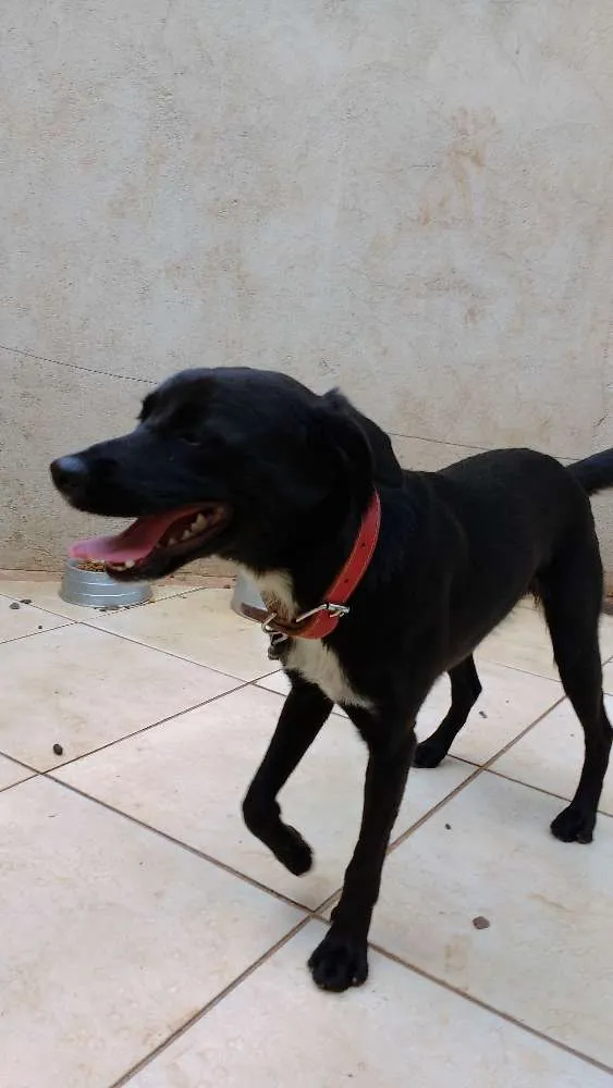 Cachorro ra a Vira Lata idade 7 a 11 meses nome Apolo
