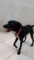 Apolo