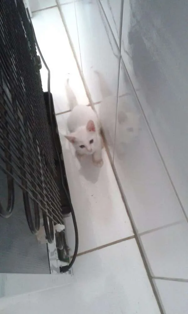 Gato ra a srd idade 2 a 6 meses nome Gasparzinho