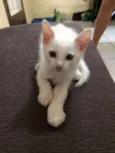 Gasparzinho