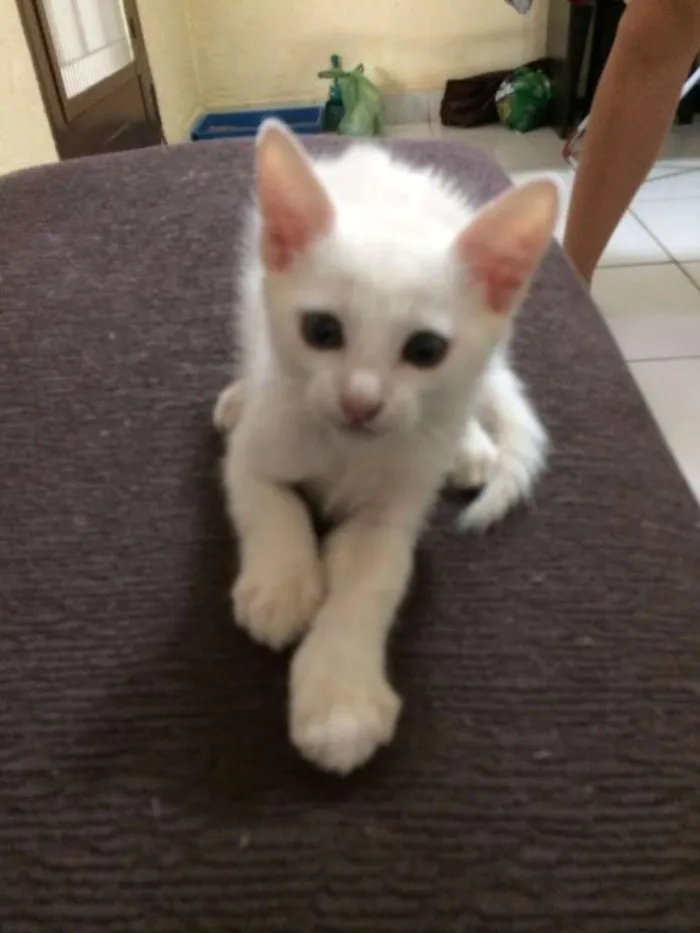 Gato ra a srd idade 2 a 6 meses nome Gasparzinho