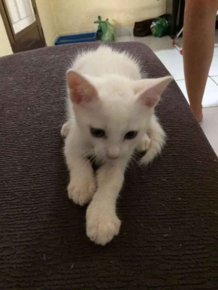 Gato ra a srd idade 2 a 6 meses nome Gasparzinho