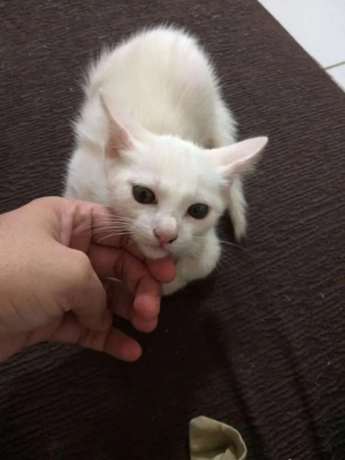 Gato ra a srd idade 2 a 6 meses nome Gasparzinho