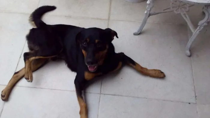 Cachorro ra a SRD idade 4 anos nome Raul