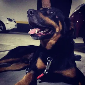 Cachorro raça SRD idade 4 anos nome Raul