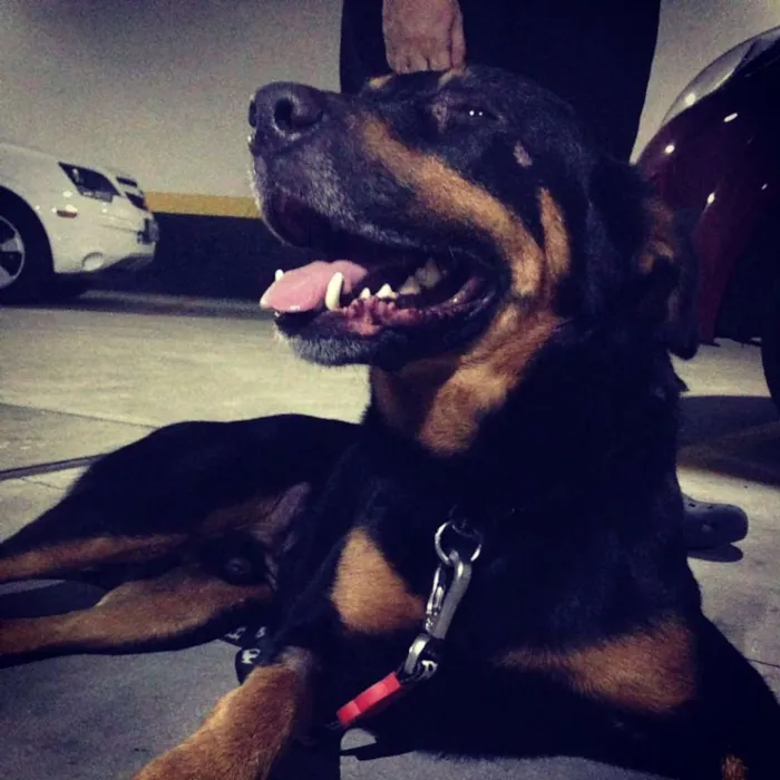 Cachorro ra a SRD idade 4 anos nome Raul
