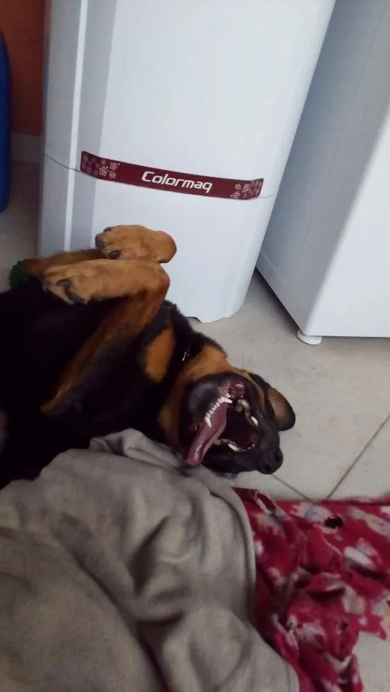 Cachorro ra a SRD idade 4 anos nome Raul