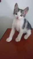 São 3 gatos