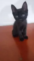 São 3 gatos
