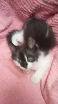 São 3 gatos