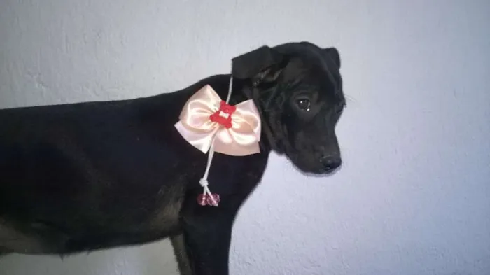 Cachorro ra a não definida idade 2 a 6 meses nome não tem nome 